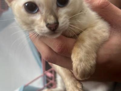 Lumi - Bengal - Gallery Photo #1