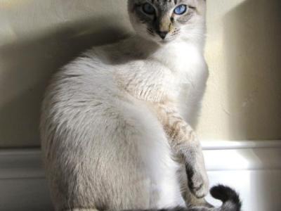 Siamese Kittens - Siamese - Gallery Photo #1