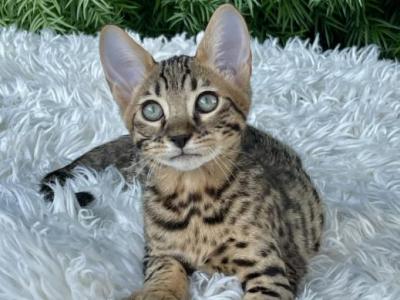 Dragon - Savannah - Gallery Photo #1