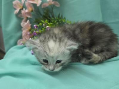 Tortie - Maine Coon - Gallery Photo #1