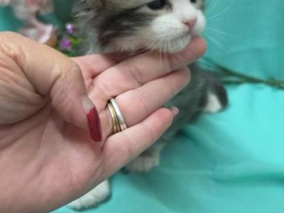 Poly - Maine Coon - Gallery Photo #1
