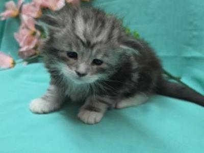 Male 1 - Maine Coon - Gallery Photo #1