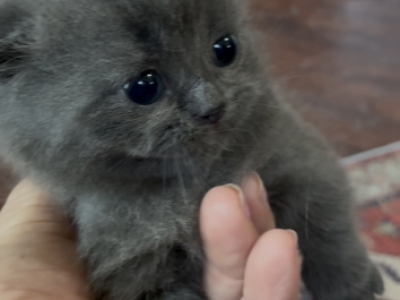 Munchkin Babies - Munchkin - Gallery Photo #1