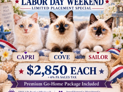 Labor Day Sale Capri Lilac Collection - Ragdoll - Gallery Photo #1