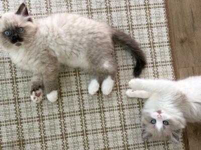 September Kittens - Ragdoll - Gallery Photo #1