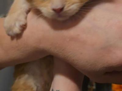 Garfield - Maine Coon - Gallery Photo #1