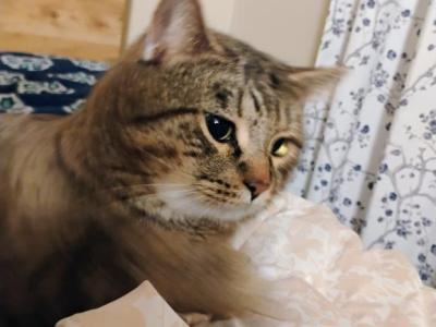 Apollo - Domestic - Gallery Photo #1