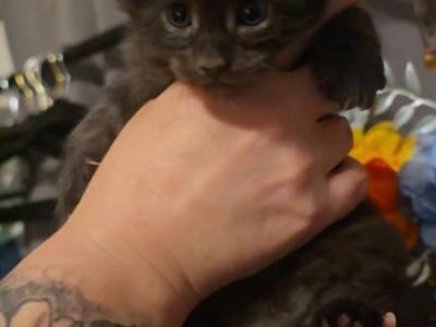 Aura - Maine Coon - Gallery Photo #1