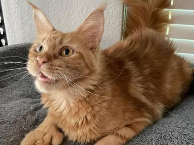 Fairy - Maine Coon - Gallery Photo #1