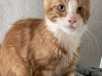 Max Jr - Maine Coon - Gallery Photo #1