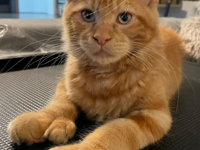 Axel - Maine Coon - Gallery Photo #1