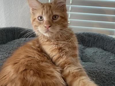 Simply - Maine Coon - Gallery Photo #1