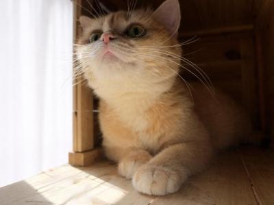 Misha Second Litter - British Shorthair - Gallery Photo #1