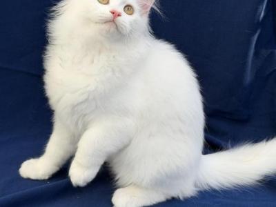 Mix Ragdoll & Turkish Van - Ragdoll - Gallery Photo #1