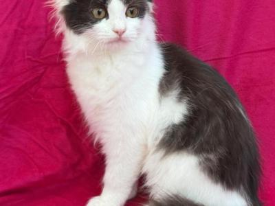Mix Turkish Van & Ragdoll - Turkish Van - Gallery Photo #1