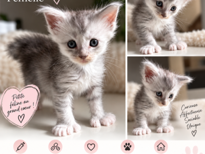 Maine Coon - Maine Coon - Gallery Photo #1