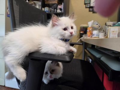 Tibbi's Boys - Ragdoll - Gallery Photo #1