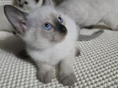 4 Siamese Kittens - Siamese - Gallery Photo #1