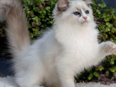 Pierce - Ragdoll - Gallery Photo #1