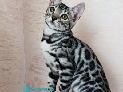 Samanta - Bengal - Gallery Photo #1