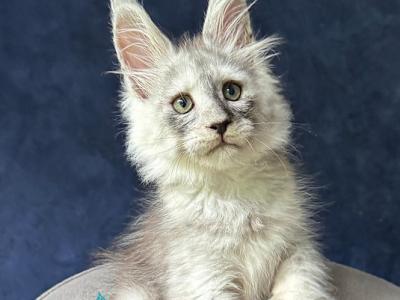 Yankee - Maine Coon - Gallery Photo #1