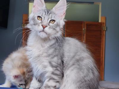 Rachel - Maine Coon - Gallery Photo #1