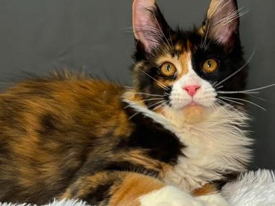 Dilara - Maine Coon - Gallery Photo #1