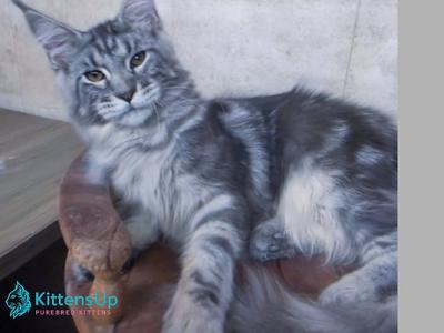 Pascal - Maine Coon - Gallery Photo #1