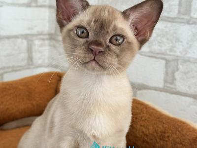 Umka - Burmese - Gallery Photo #1