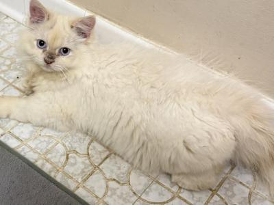 Flame Point - Persian - Gallery Photo #1