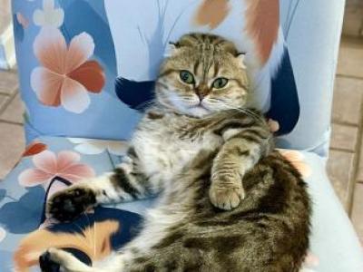 Markisa - Scottish Fold - Gallery Photo #1