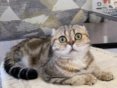 Markisa - Scottish Fold - Gallery Photo #1
