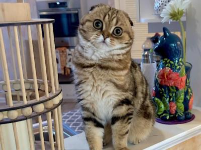 Tasha - Scottish Fold - Gallery Photo #1
