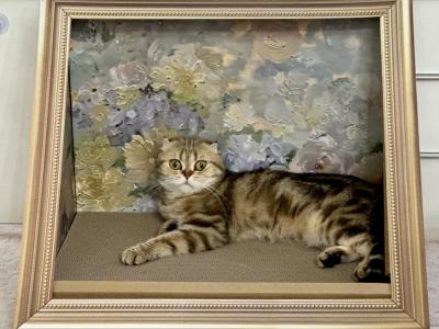 Markisa - Scottish Fold - Gallery Photo #1