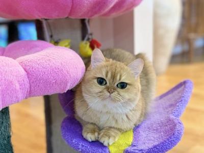 Iriska - British Shorthair - Gallery Photo #1