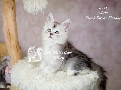 Zues - Maine Coon - Gallery Photo #1