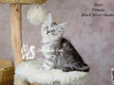 Zora - Maine Coon - Gallery Photo #1
