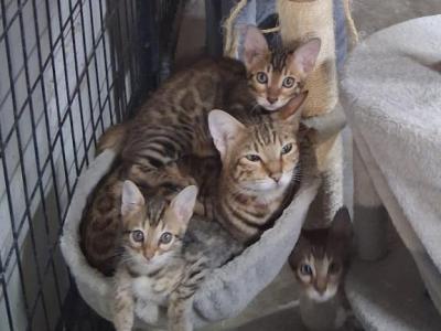 Tony - Bengal - Gallery Photo #1