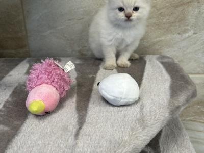 Bella - Ragdoll - Gallery Photo #1