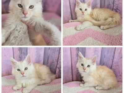 September Male Babies - Maine Coon - Gallery Photo #1