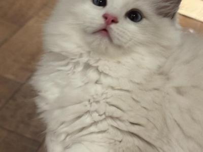 Candy - Ragdoll - Gallery Photo #1
