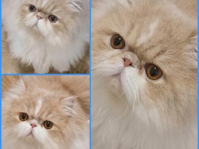Beautiful 11mo Old Persian Boy - Persian - Gallery Photo #1