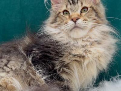 Zahar - Maine Coon - Gallery Photo #1