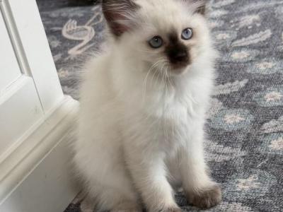Sweet Ball Of Fluff Ragdoll Kitten - Ragdoll - Gallery Photo #1