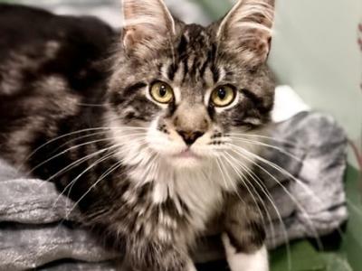 Saraya - Maine Coon - Gallery Photo #1