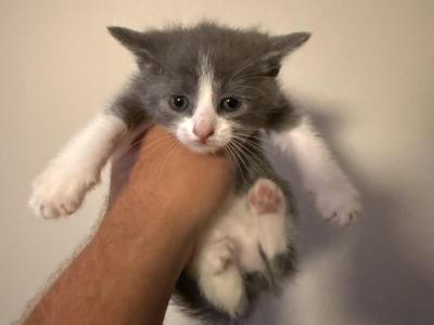 Minnie - American Shorthair - Gallery Photo #1