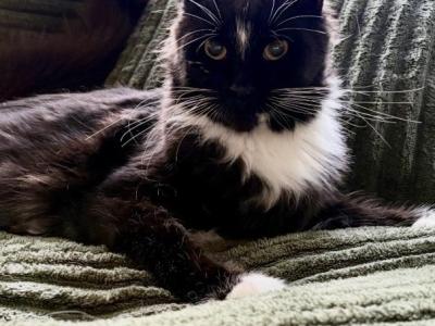 Sylvie - Maine Coon - Gallery Photo #1
