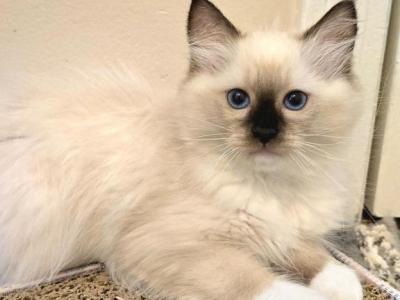 RAGDOLL BOY PURE BREED - Ragdoll - Gallery Photo #1