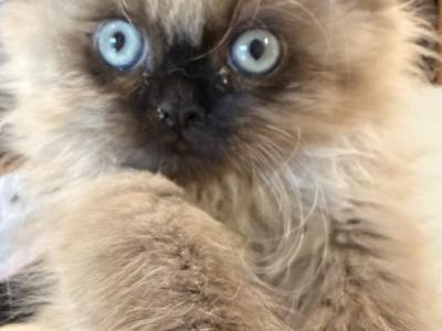Mint Collar - Himalayan - Gallery Photo #1