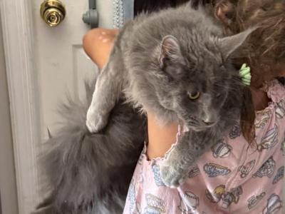 MAINE COON - Maine Coon - Gallery Photo #1
